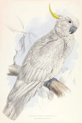 Plyctolophus galeritus. Greater Sulphur-crested Cockatoo.